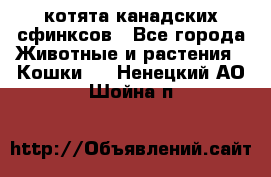 котята канадских сфинксов - Все города Животные и растения » Кошки   . Ненецкий АО,Шойна п.